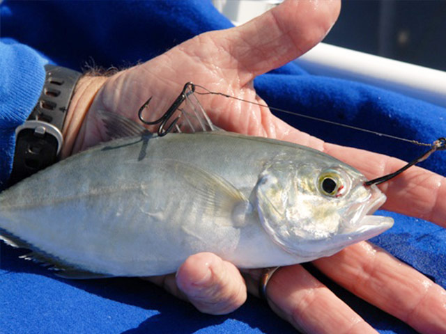 Blue Runner or Hardtail rigged with a single strand king mackerel rig with a thin wire hook in front with treble hook for stinger.