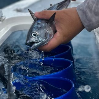 Tuna Tubes